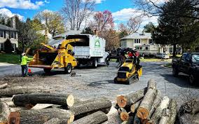 How Our Tree Care Process Works  in  Limestone Creek, FL