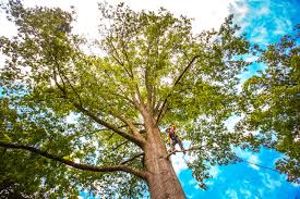 Trusted Limestone Creek, FL Tree Services Experts